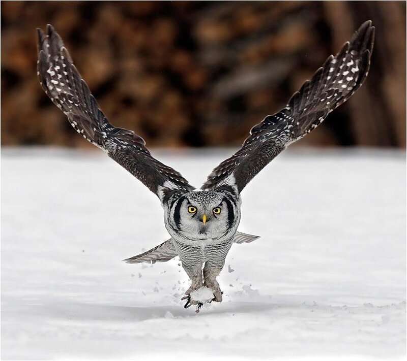 Short-eared Owl in Flight — White, Intense, Winter