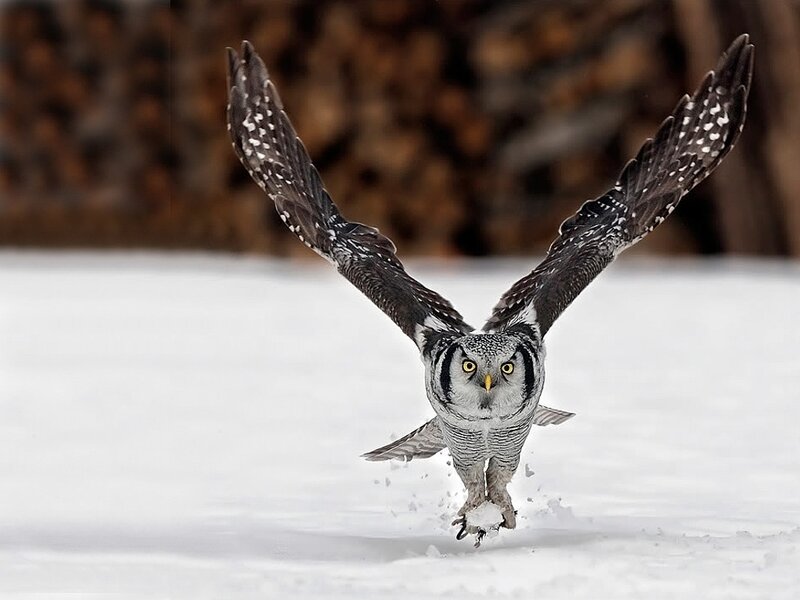 Short-eared Owl in Flight — White