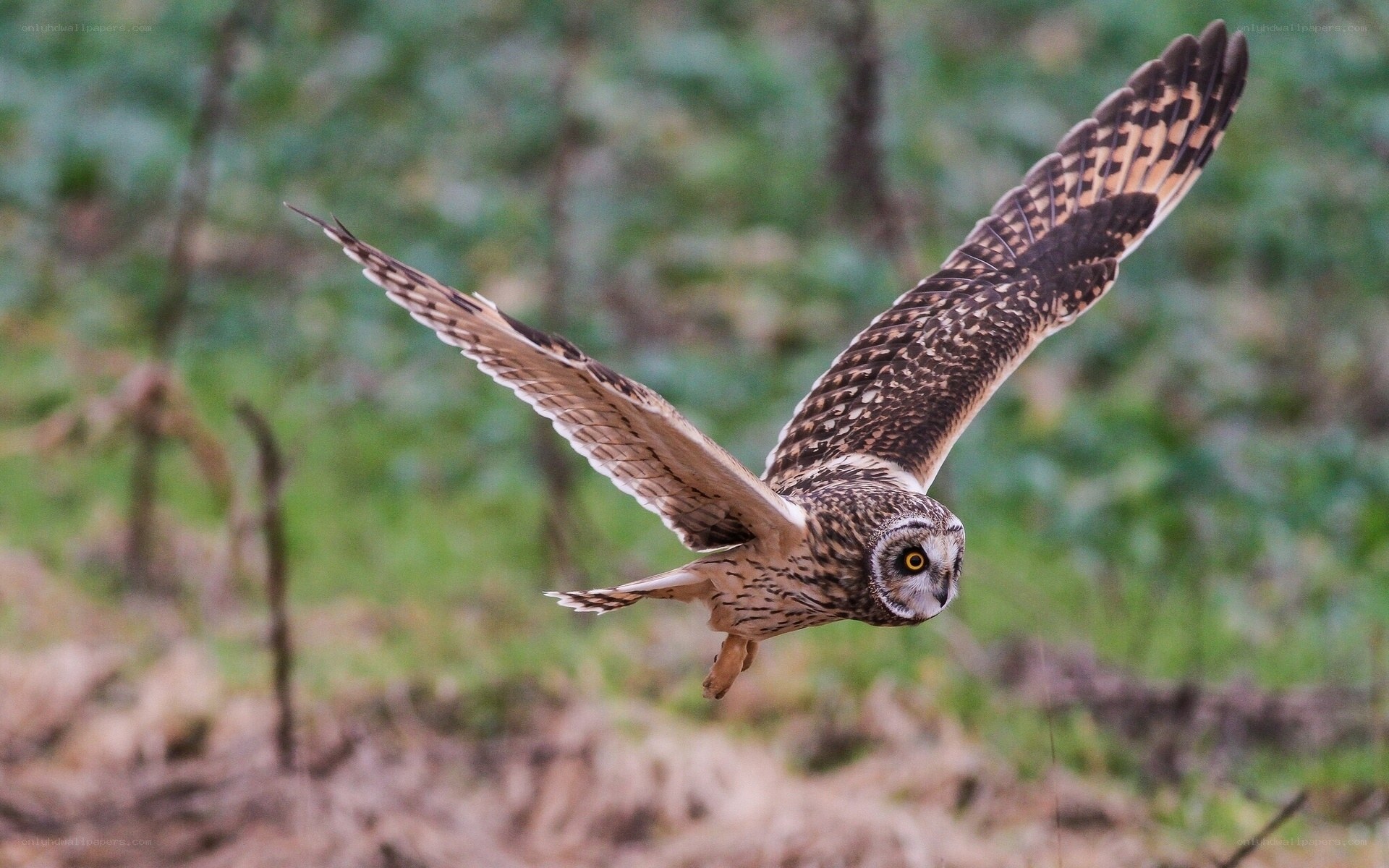 Short-eared owl in flight