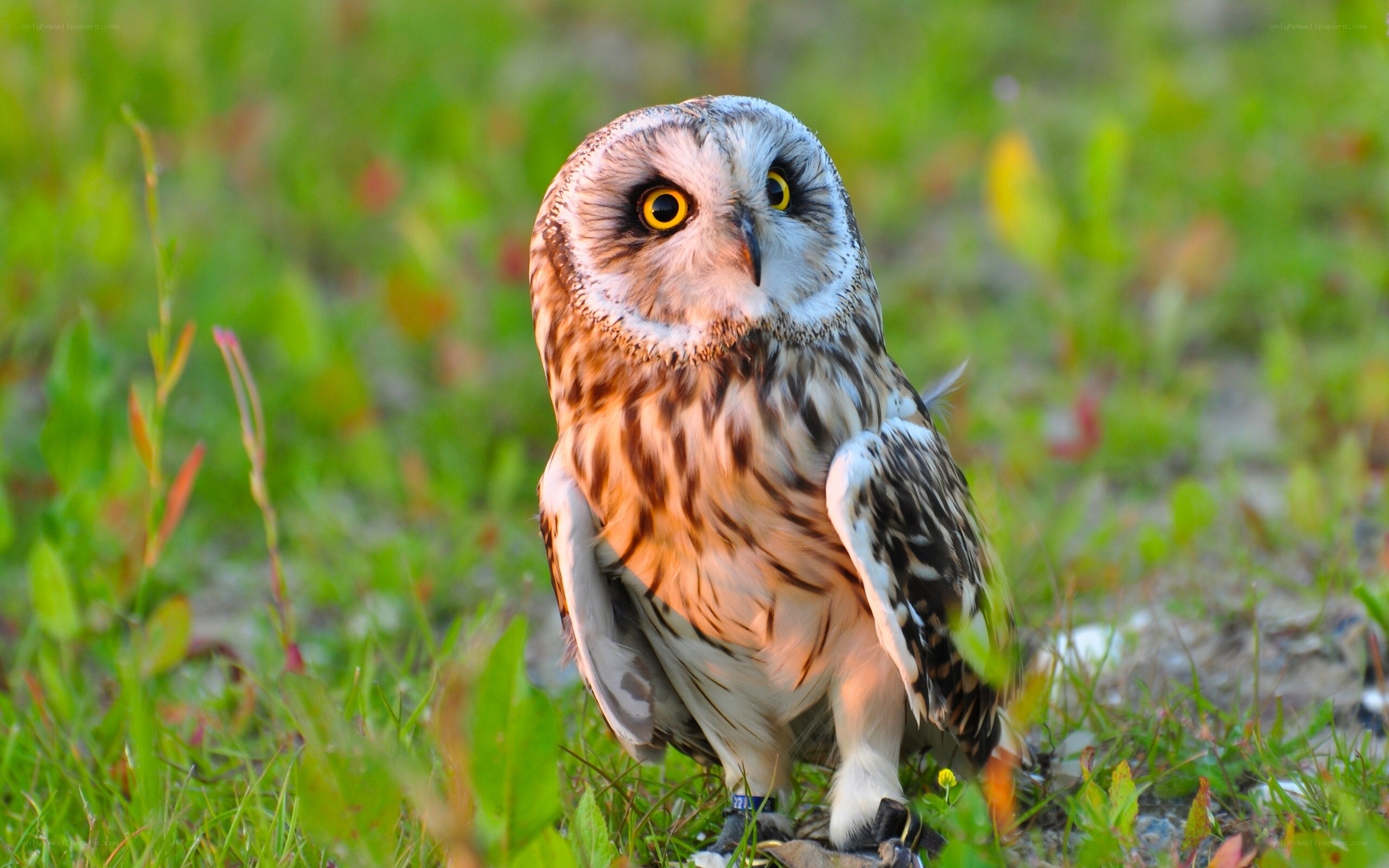 Short-eared owl in grass