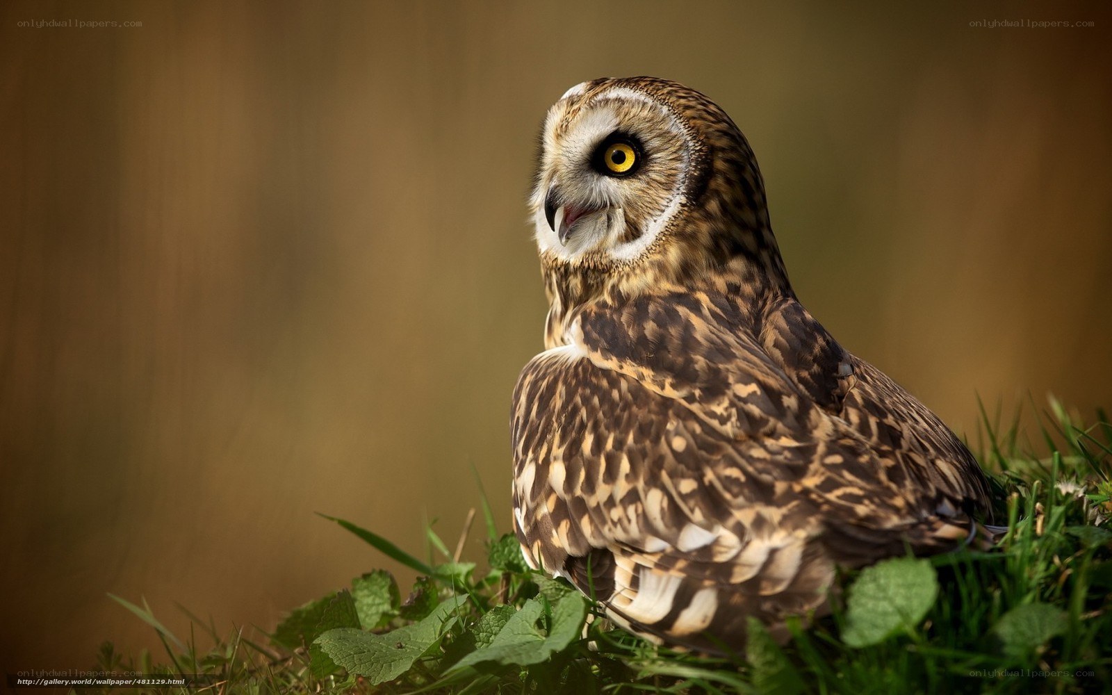 Short-eared owl in grass
