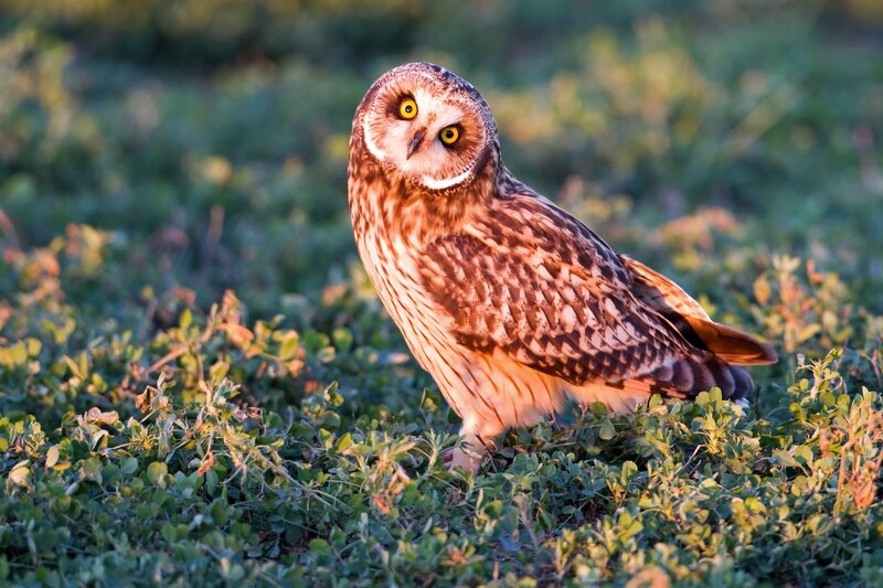 Short-eared Owl in Grass — Brown