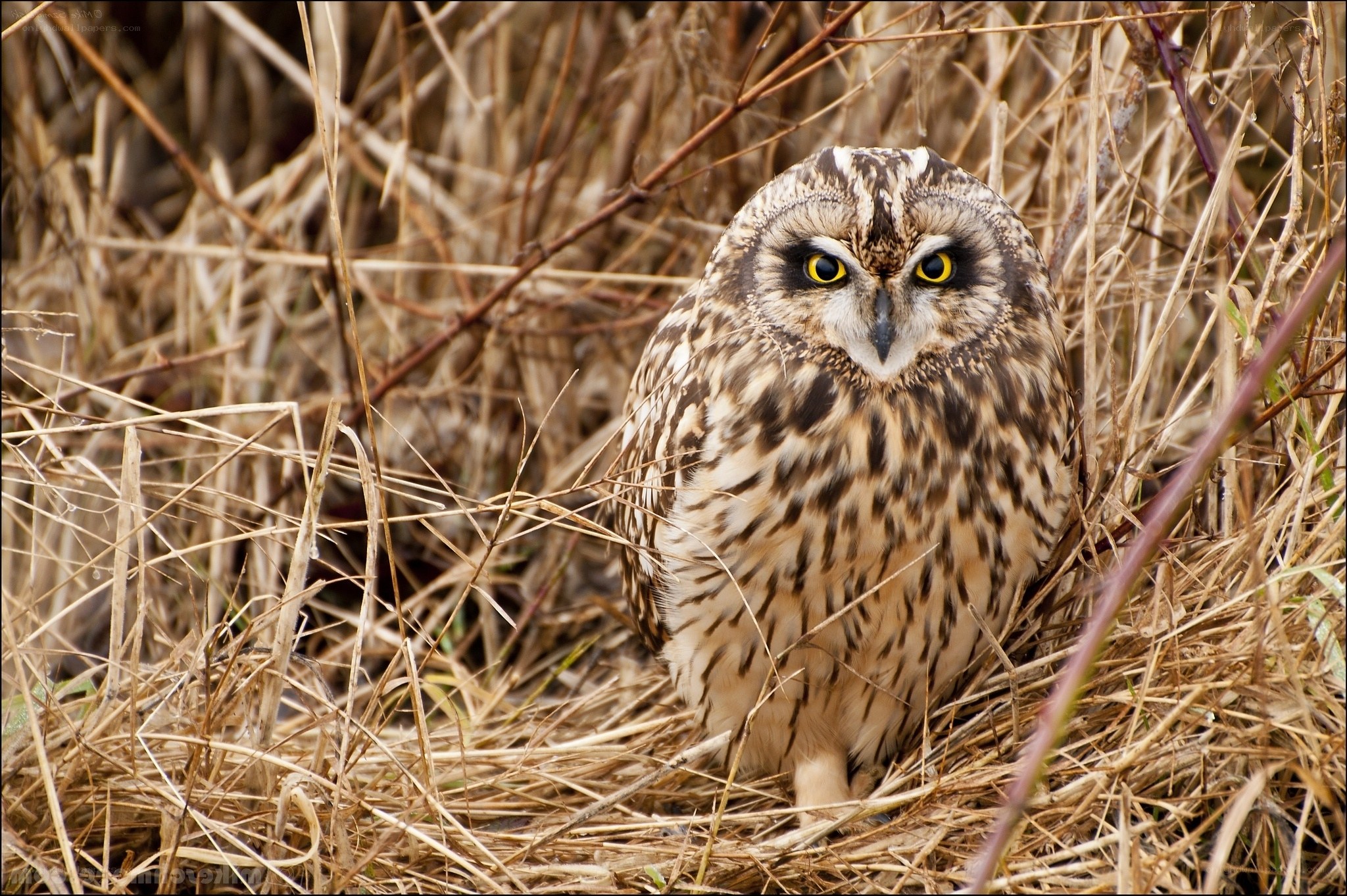 Short-eared owl in grass