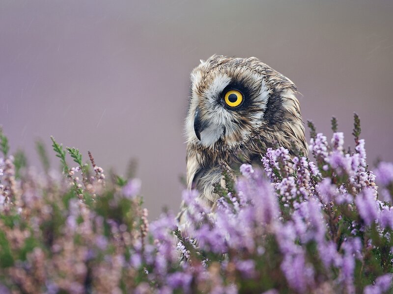 Short-eared Owl in Heather — Purple, Calm