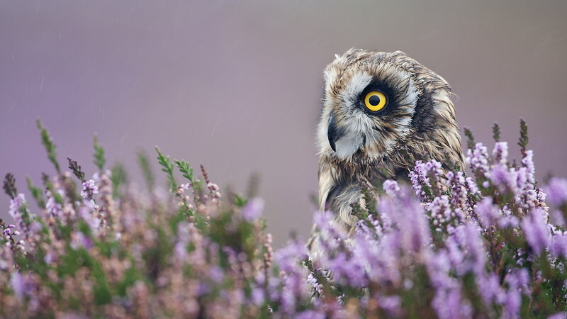 Short-eared Owl in Heather — Purple