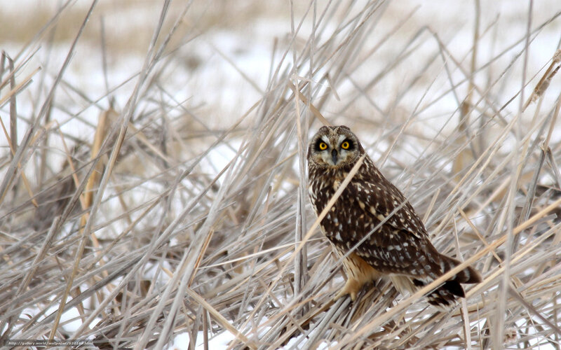 Short-eared Owl in Reeds — Brown
