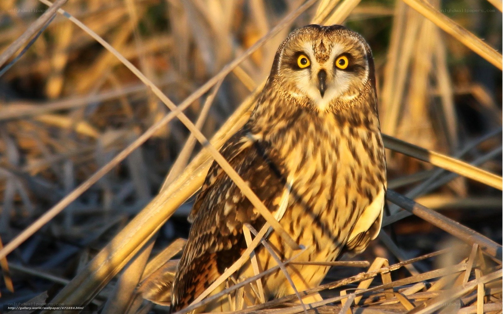 Short-eared owl in reeds