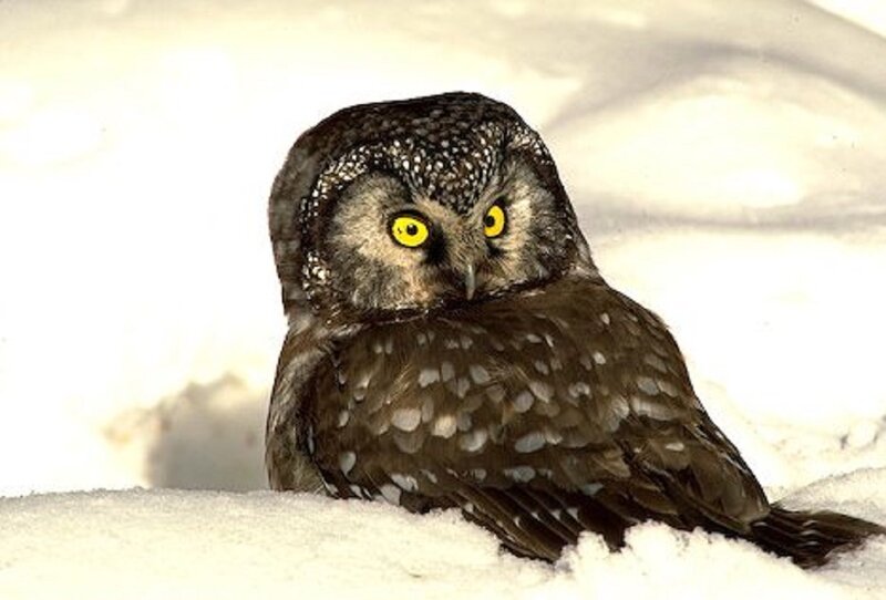 Short-eared Owl in Snow