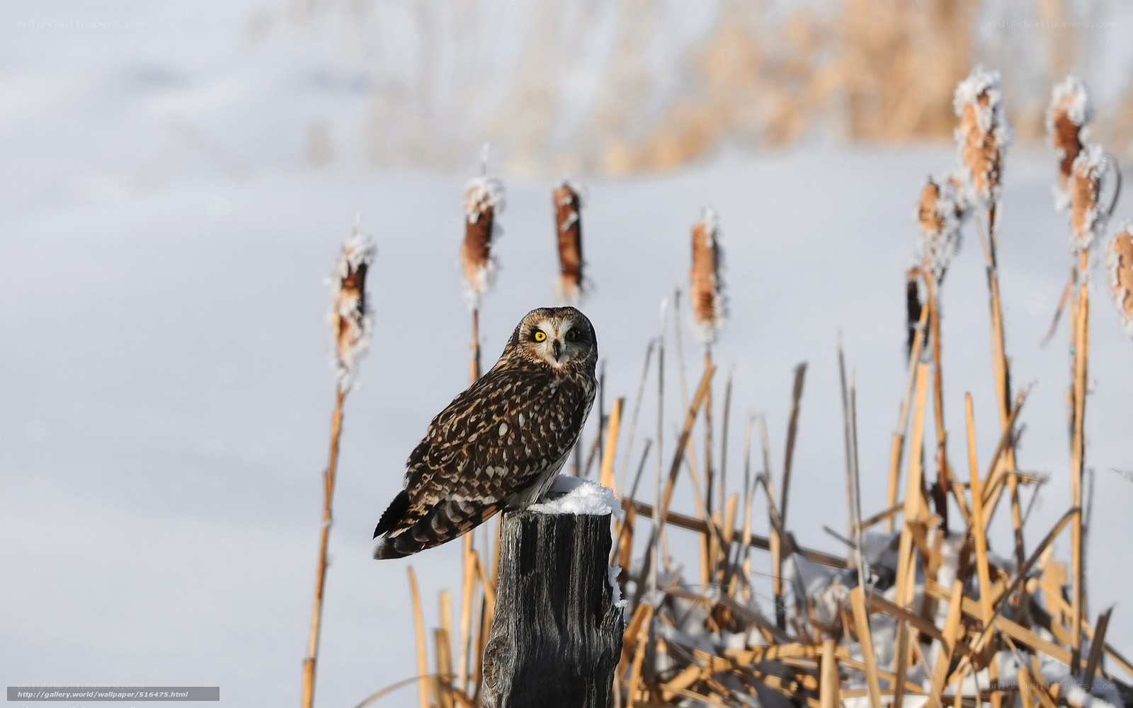 Short-eared owl in winter