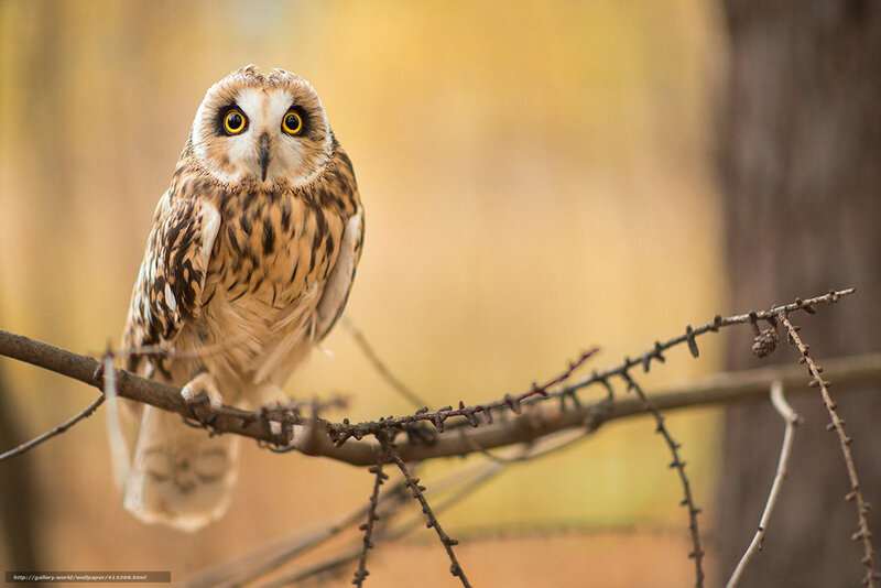 Short-eared Owl on Branch — Brown, Alert