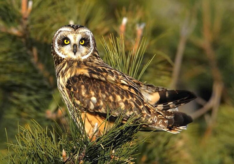Short-eared Owl on Branch