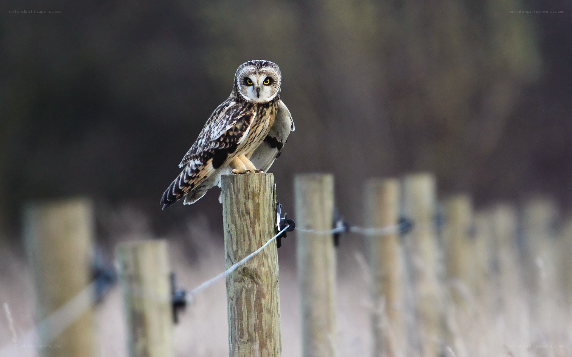 Short-eared owl on fence post