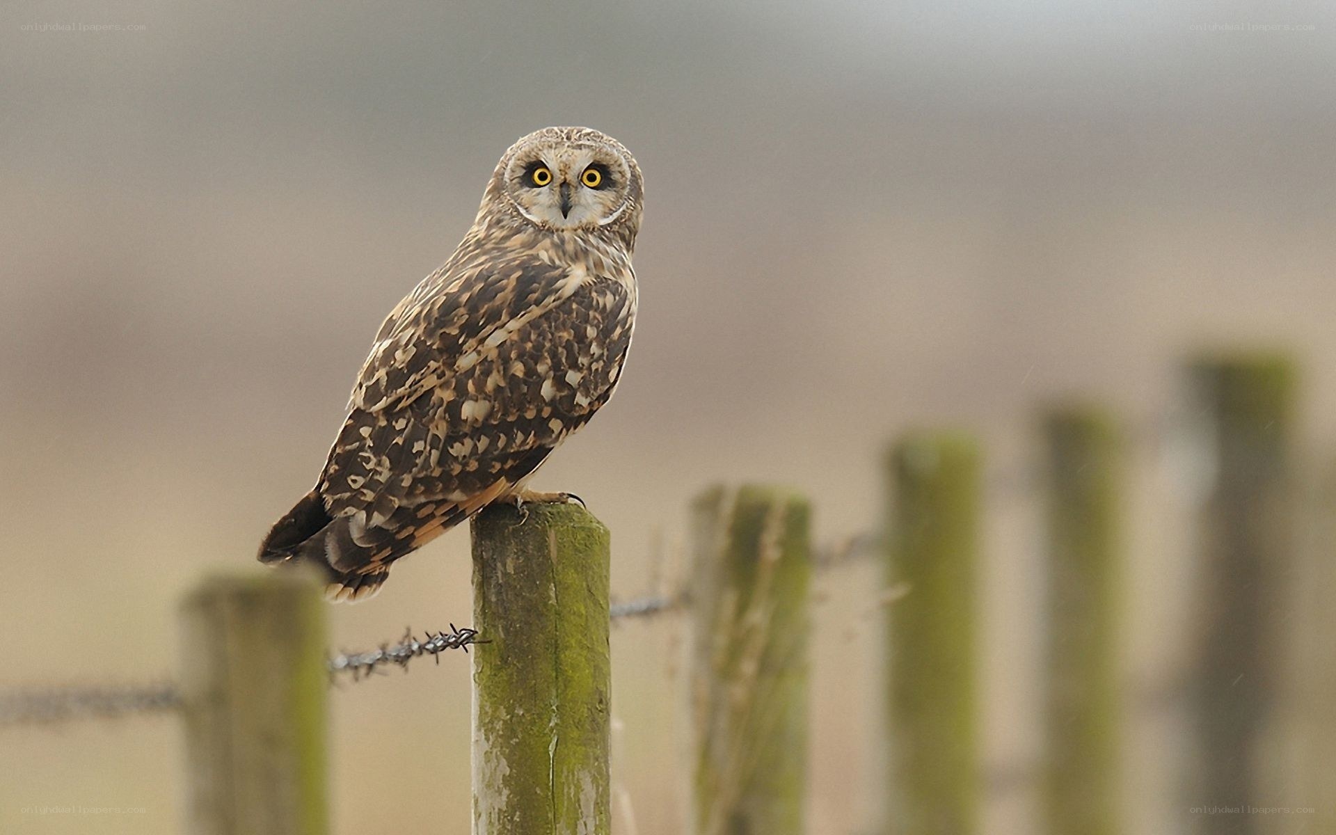 Short-eared owl on fence post