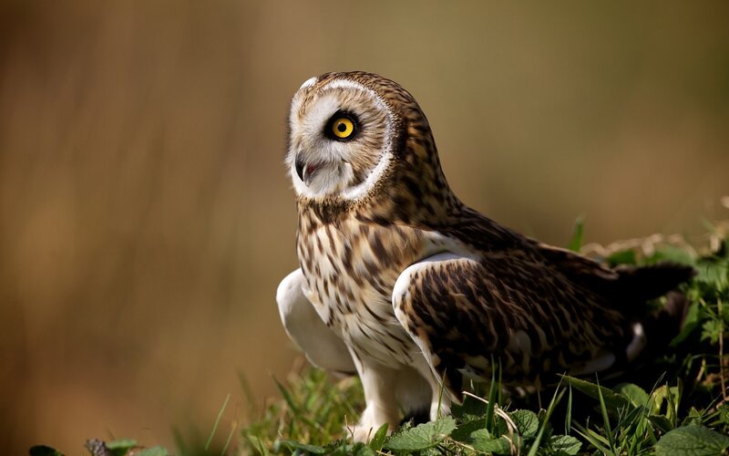 Short-eared Owl on Grass — Brown, Alert