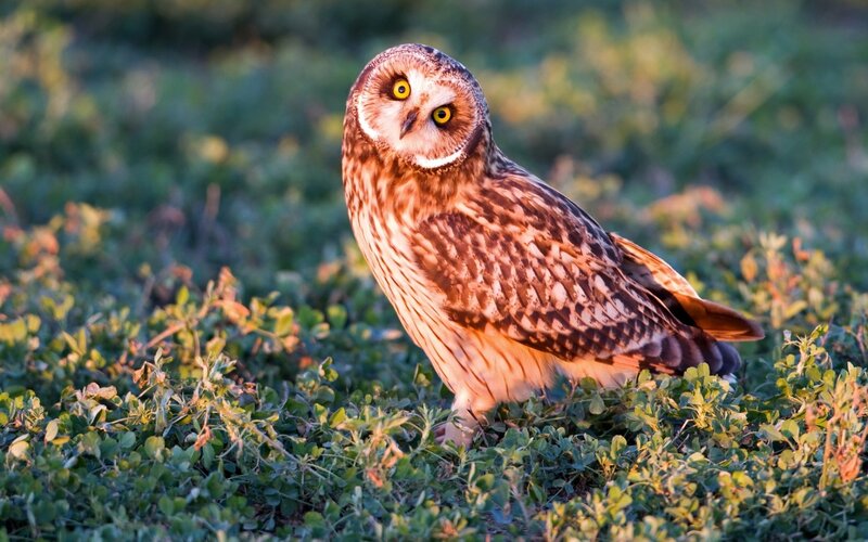 Short-eared Owl on Grass — Brown