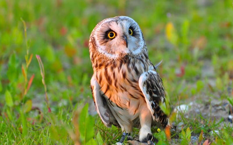 Short-eared Owl on Grass — Green, Alert