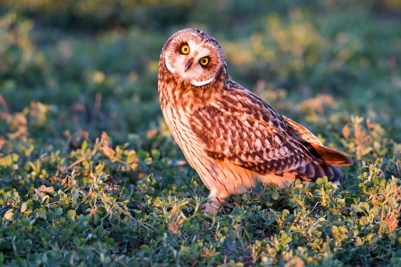 Short-eared Owl on Grass — Green