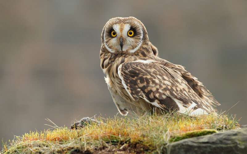 Short-eared Owl on Grass