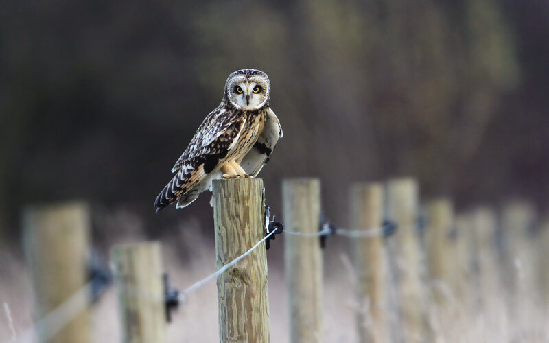 Short-eared Owl on Post — Brown, Alert