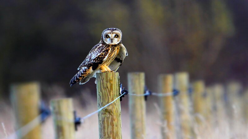 Short-eared Owl on Post — Brown