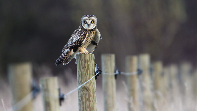 Short-eared Owl on Post