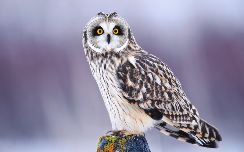 Short-eared owl perched