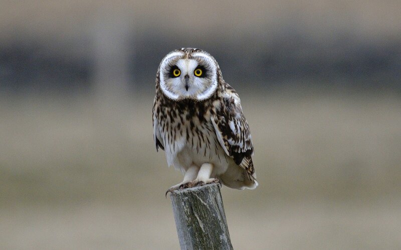 Short-eared Owl Perched — Brown, Alert, Photograph