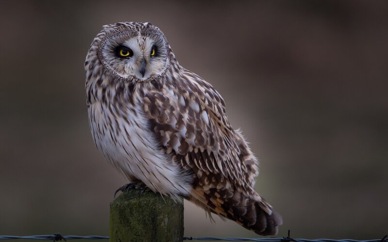 Short-eared Owl Perched — Brown, Alert