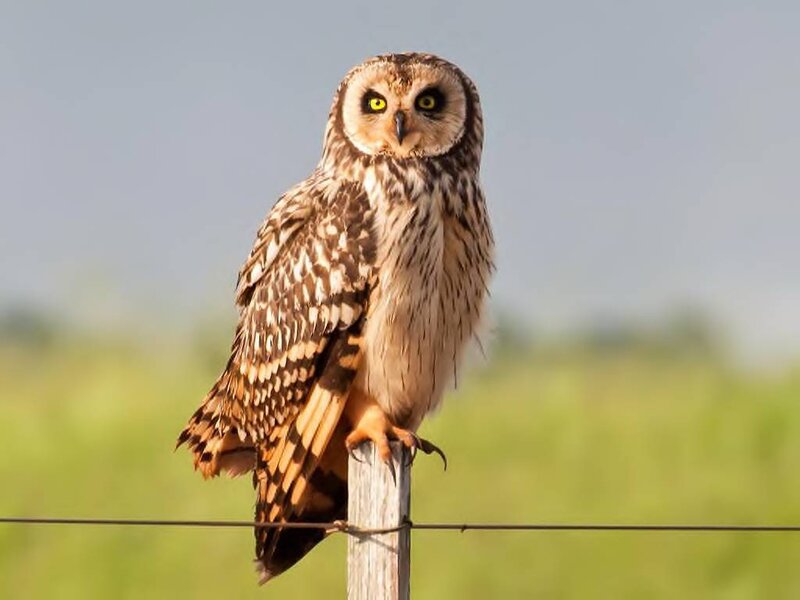 Short-eared Owl Perched — Brown, Calm