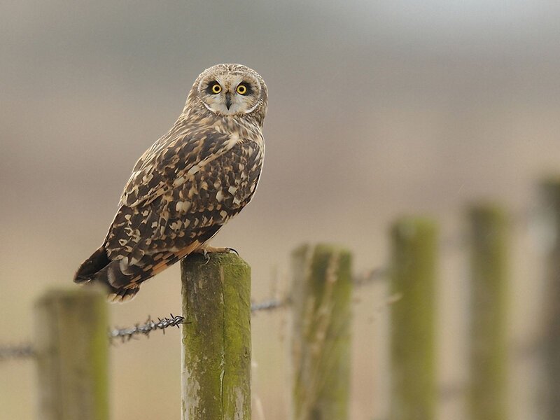 Short-eared owl perched on fence