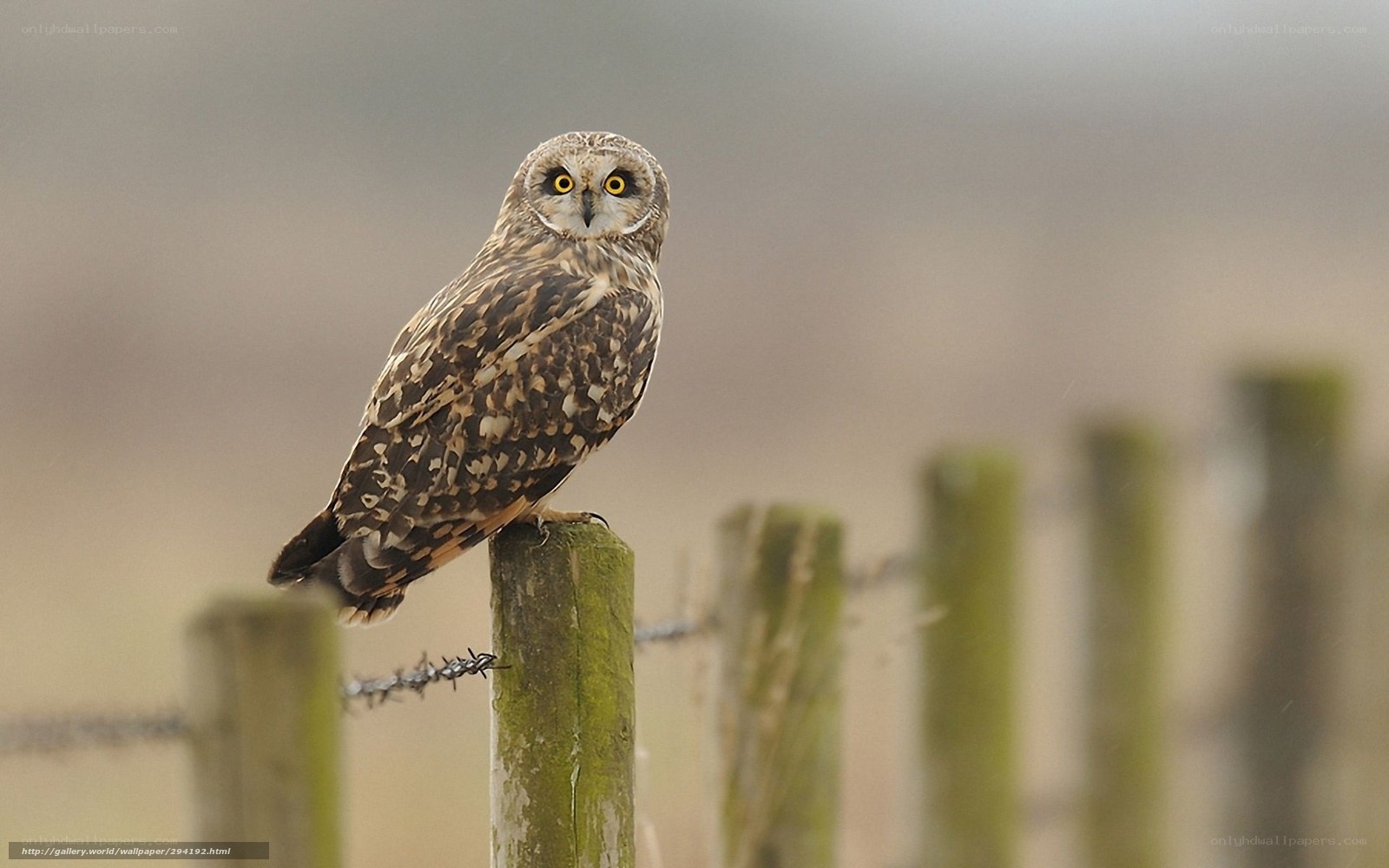 Short-eared owl perched on fence