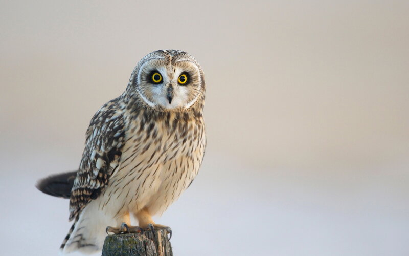 Short-eared owl perched