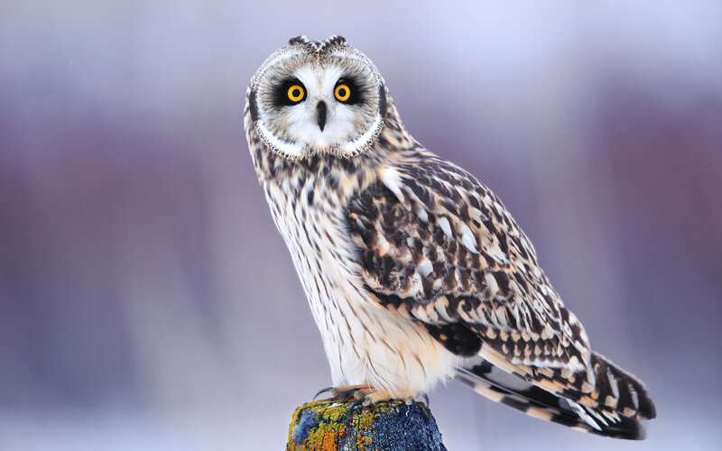Short-eared Owl Perched — White