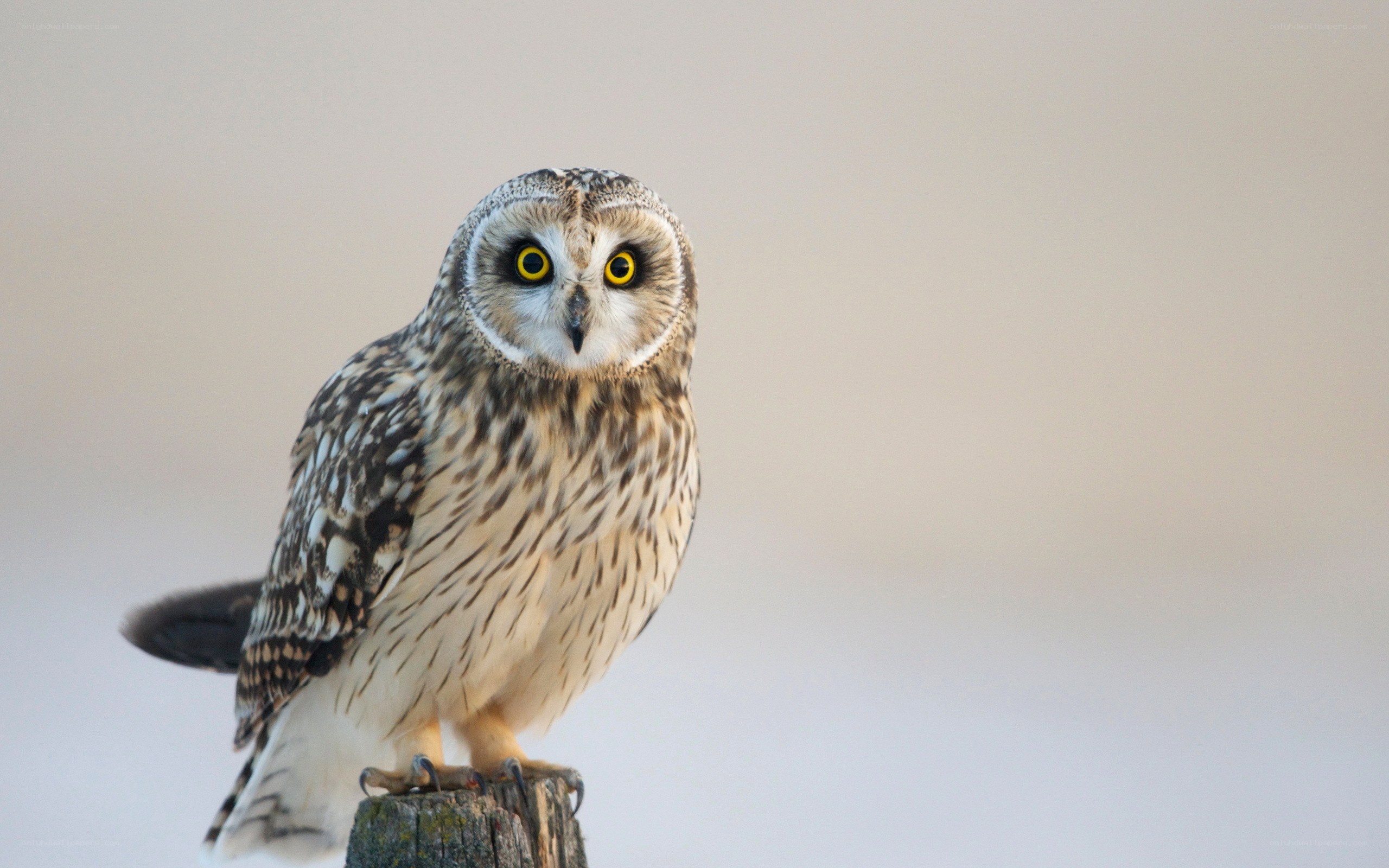 Short-eared owl perched