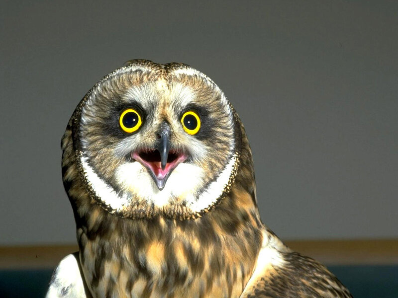 Short-eared Owl