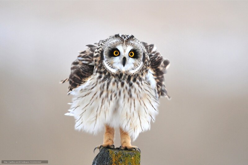 Short-eared Owl — White, Alert