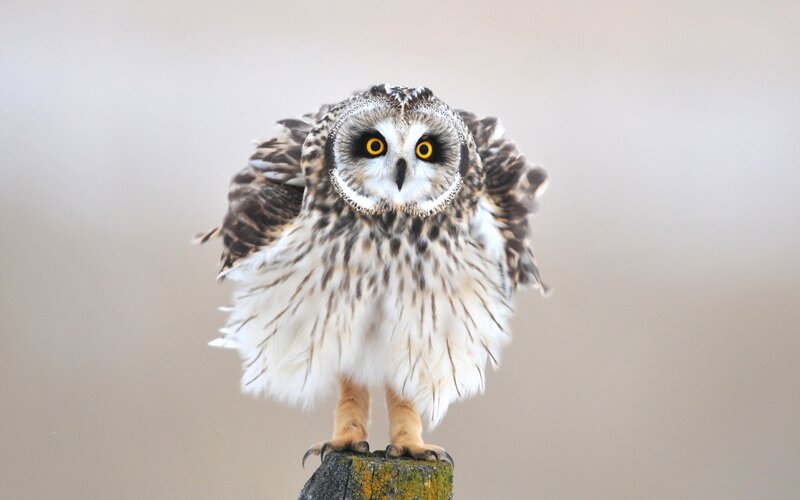 Short-eared Owl — White