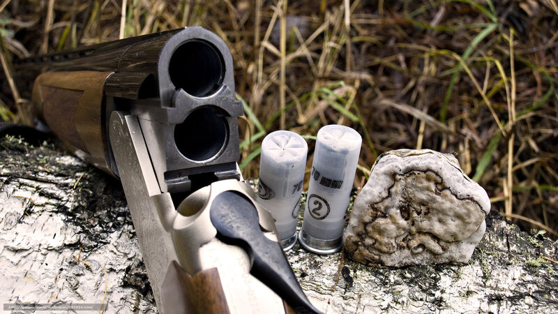 Shotgun and shells on log