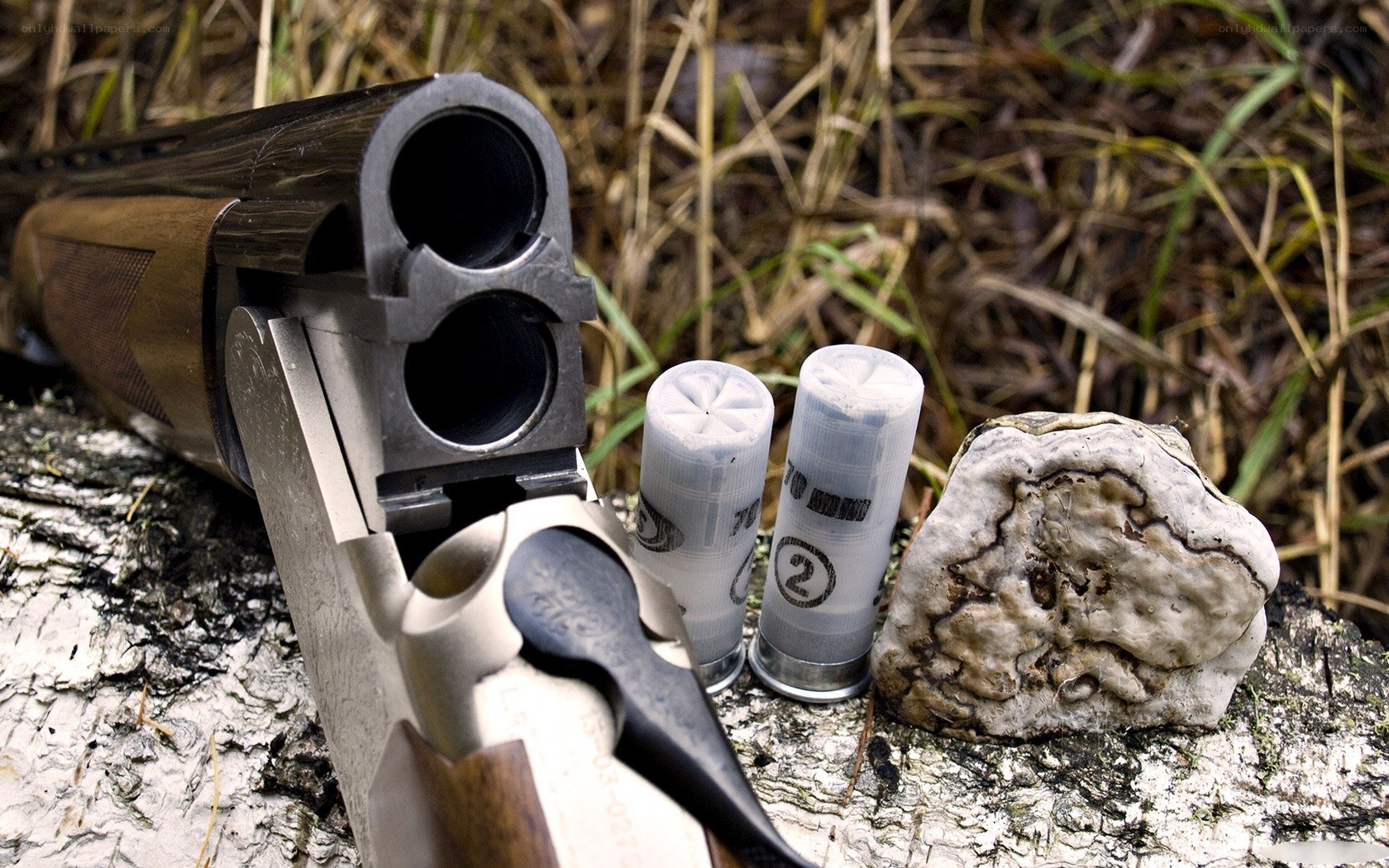 Shotgun with shells on log