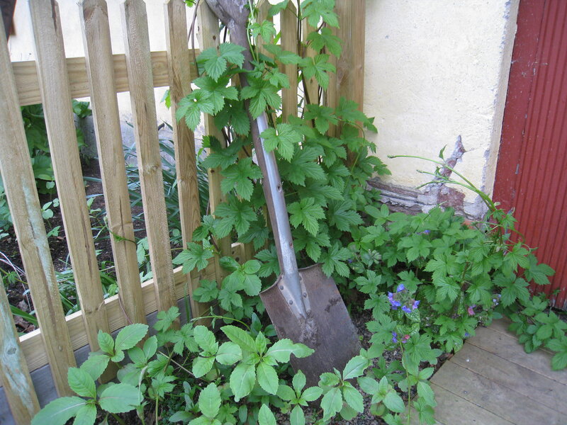 Shovel in Garden Corner