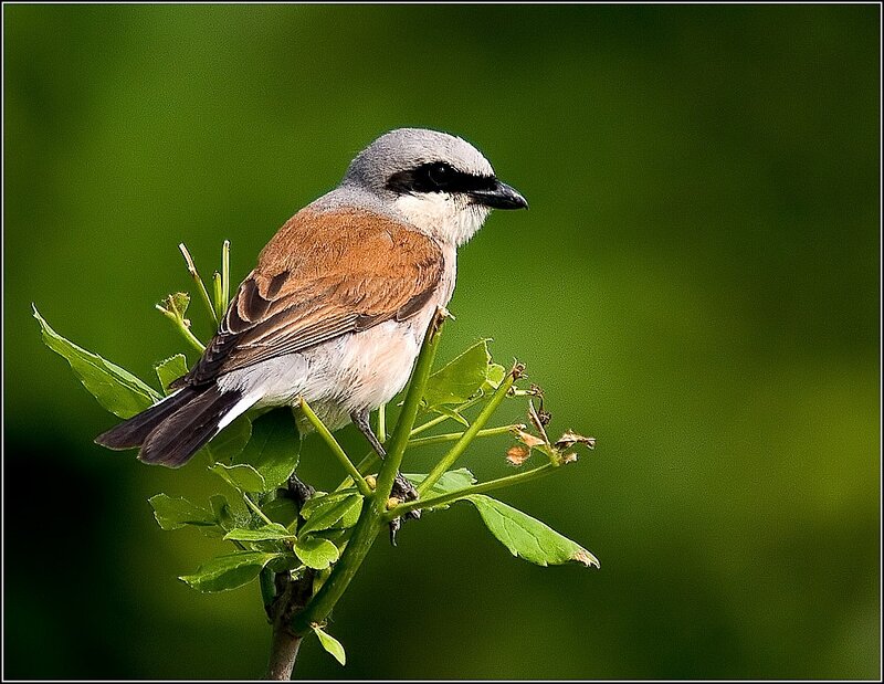Shrike Perched on Branch