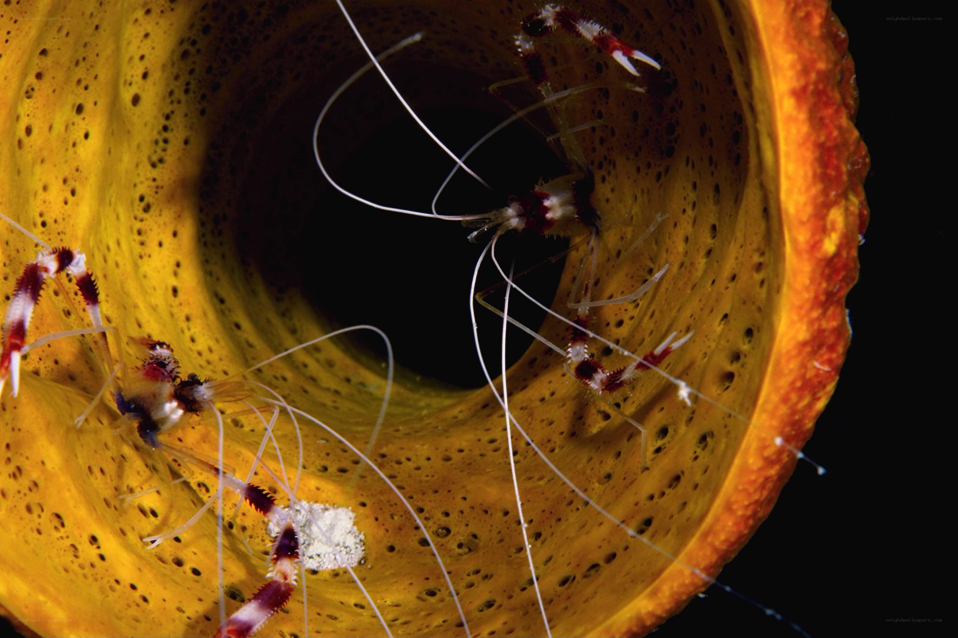 Shrimp in a sea sponge