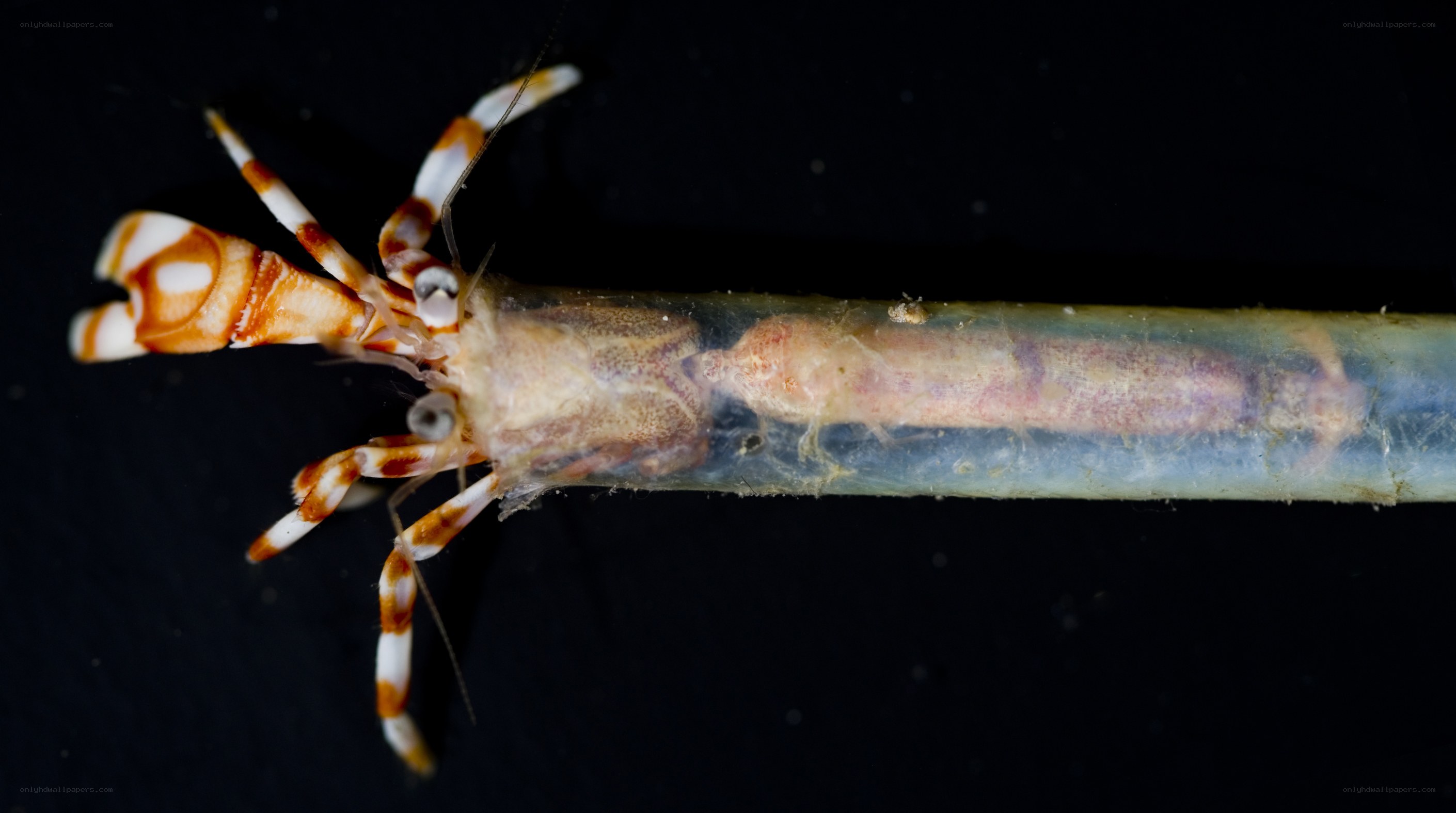 Shrimp in a transparent tube