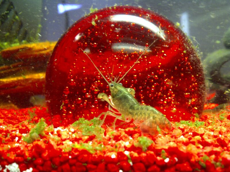 Shrimp in Aquarium