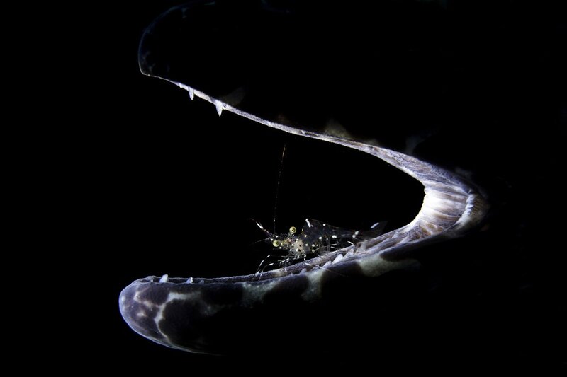 Shrimp in Fish Mouth