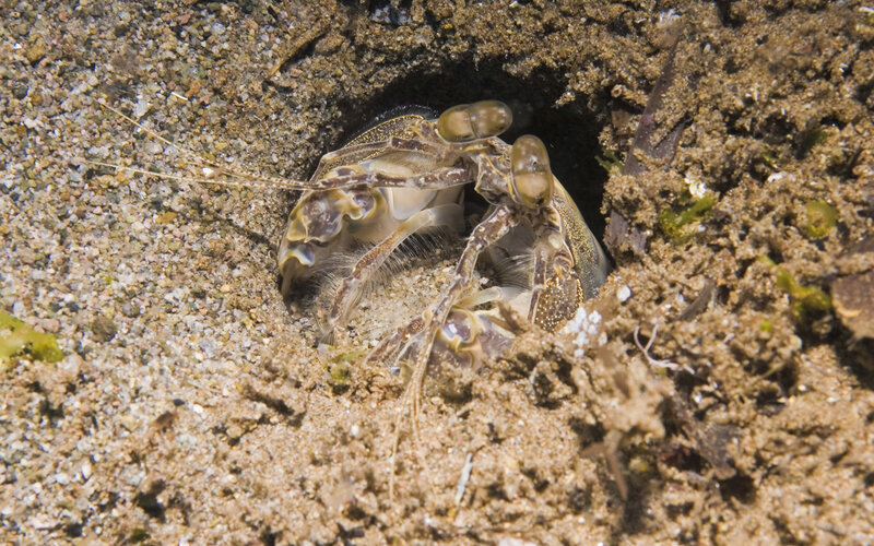 Shrimp in sandy burrow