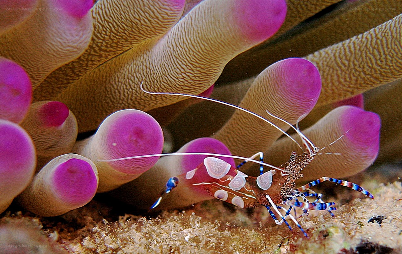 Shrimp near sea anemone