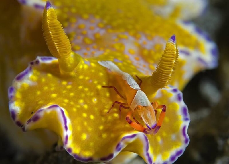 Shrimp on a colorful sea slug