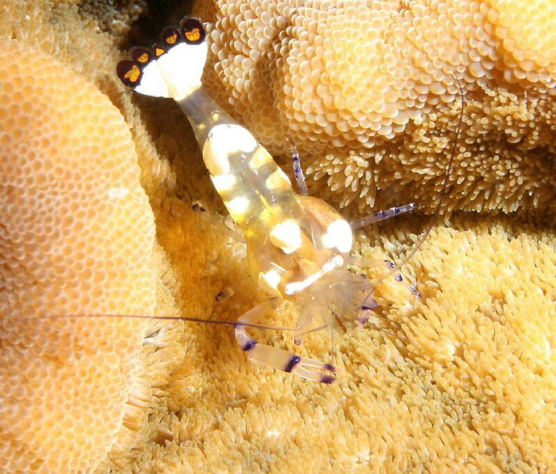 Shrimp on a coral reef