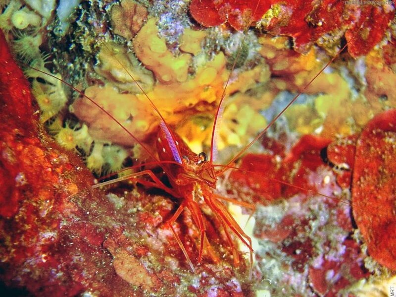 Shrimp on a coral reef
